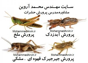 پرورش ملخ خوراکی | پرورش آبدزدک | پرورش جیرجیرک مشکی | پرورش جیرجیرک قهوه ای cricket | breeding locusts