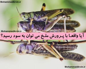  آیا واقعا با پرورش ملخ می توان به سود رسید؟ | سایت مهندس محمد آروین | www.mohammadarvin.ir |  سوالی که به ذهن همه شما دوستانیکه دارید این صفحه رو میخوانید رسیده و دنبال جواب این سوال به سایت ما هم سر زدید.  آیا واقعا با پرورش ملخ می توان به سود رسید؟ | سود پرورش ملخ | بودجه و طرح توجیهی پرورش ملخ | کتاب جزوه روش پرورش ملخ| ملخ خوراکی 