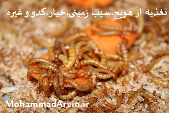 پرورش میل ورم سوسک تاریکی