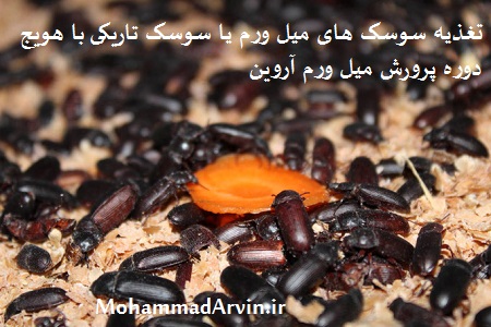پرورش سوسک میل ورم در خانه