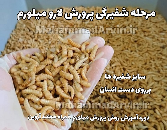 شفیره میل ورم