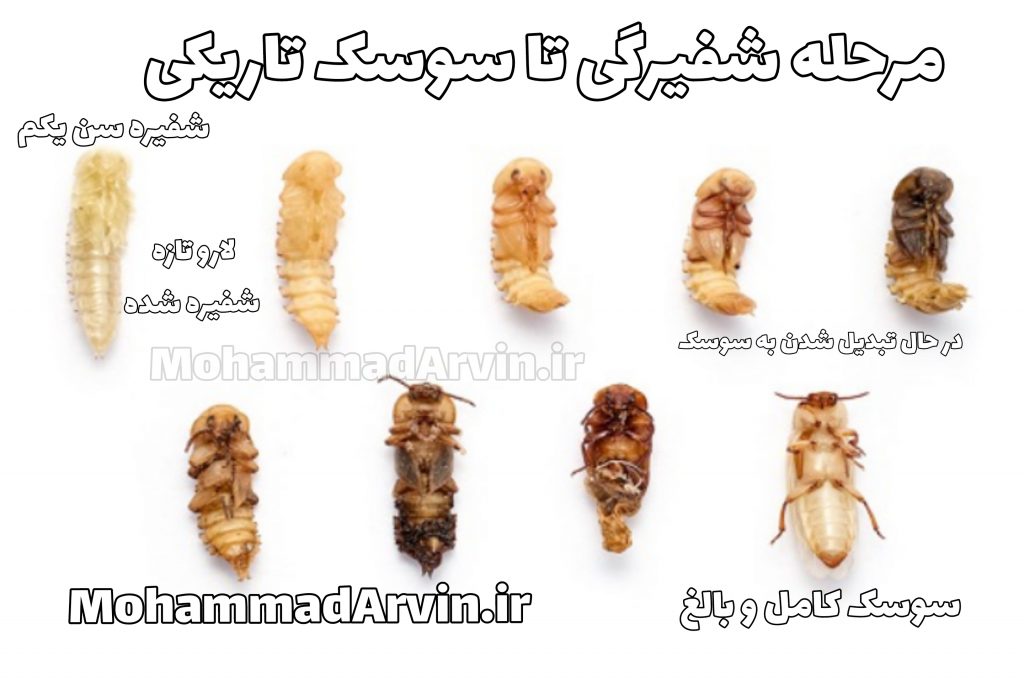 تبدیل میل ورم به شفیره به سوسک