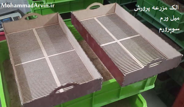 الک میل ورم الک جداسازی الک شفیره