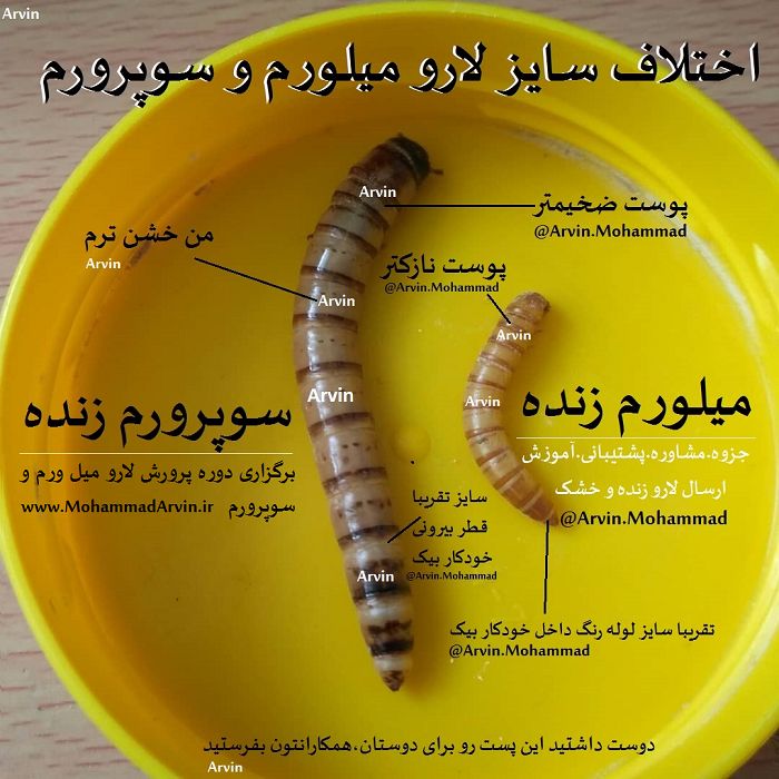 تفاوت سایز لارو میل ورم و لارو سوپرورم