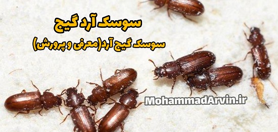 دوره آموزش نحوه پرورش سوسک آرد