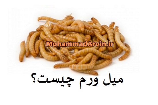 میل ورم چیست؟ What is mealworm