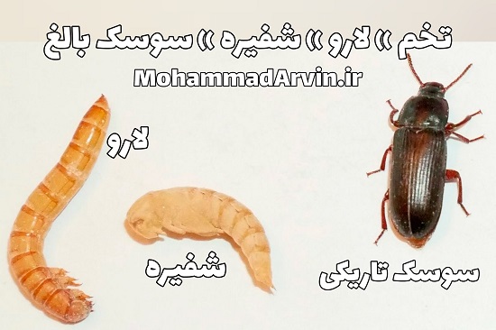 سوسک میل ورم برای ماهیان زینتی، پرورشی