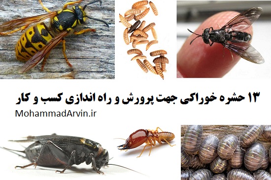 13 حشره خوراکی جهت پرورش و راه اندازی کسب و کار