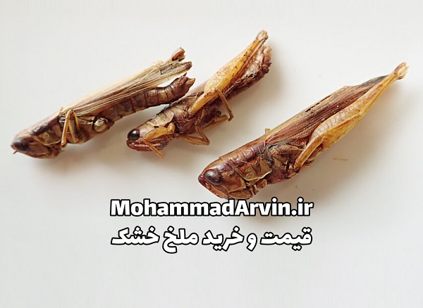 قیمت و خرید ملخ خشک شده 1 کیلوگرم