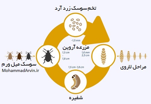 چرخه زندگی کرم خوراکی تنبریو مولیتور Tenebrio molitor