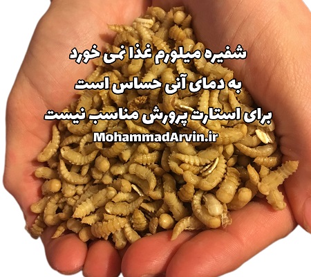 ۹ حقیقت درباره میلورم 