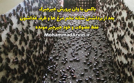 برداشت جیرجیرک خانگی مشکی و سیرسیرک و قهوه ای