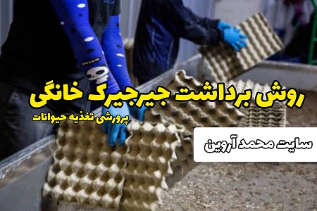 متد برداشت جیرجیرک خانگی پرورشی مشکی قهوه ای سیرسیرک