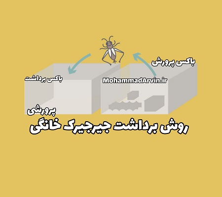 روش برداشت جیرجیرک خانگی پرورشی