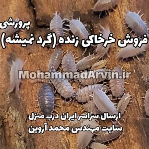 فروش خرخاکی ساده