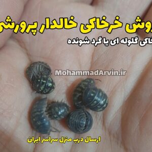 فروش خرخاکی گلوله ای خالدار