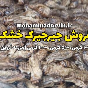فروش جیرجیرک خشک منجمد