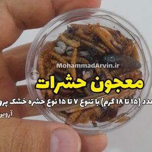 معجون حشرات