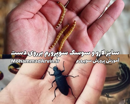 سایز سوسک سوپرورم و لارو سوپر ورم