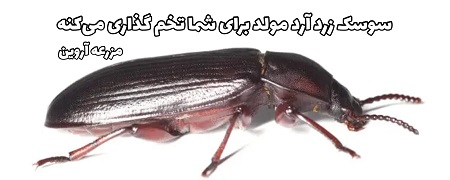 پرورش سوسک زرد آرد یا سوسک تاریکی که سوسک میل ورم