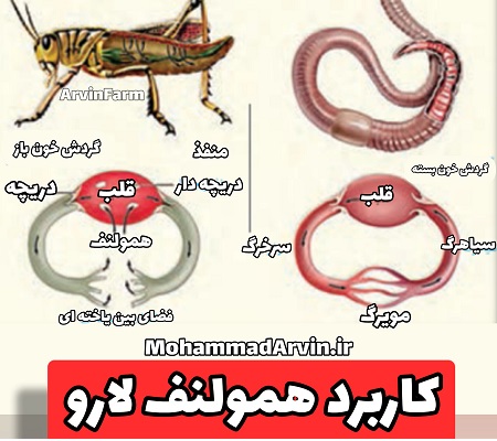 کاربرد همولنف لارو سوپرورم برای عفونت باکتریایی پستان گاو