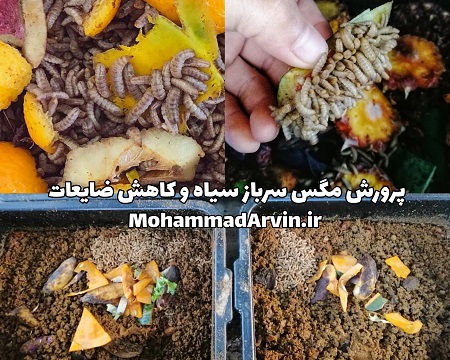 پرورش لارو مگس سرباز سیاه BSFL و کاهش ضایعات