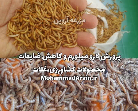 پرورش لارو میل ورم Mealworms و کاهش ضایعات