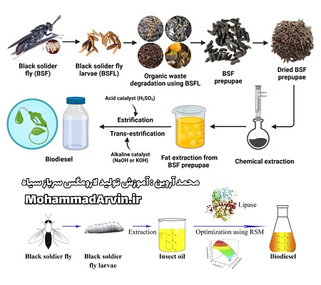 روغن لارو مگس سرباز سیاه