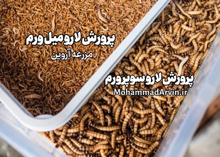 پرورش لارو میل ورم و پرورش لارو سوپرورم با مهندس محمد آروین