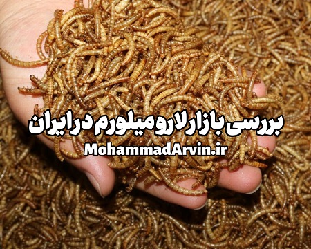 بررسی میلورم خشک در بازار ایران