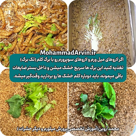 خشک شدن سریع قطعات کوچک کلم