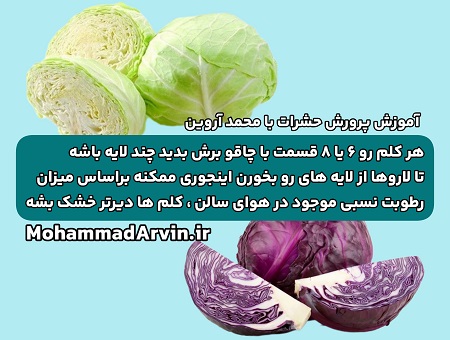 تغذیه لاروهای میل‌ ورم با کلم؛ نکات مهم و هشدارهایی که نباید نادیده بگیرید