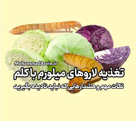 تغذیه لاروهای میل‌ورم با کلم؛ نکات مهم و هشدارهایی که نباید نادیده بگیرید