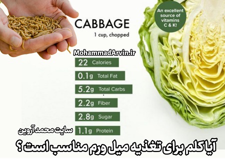 آیا کلم برای تغذیه میل‌ورم مناسب است؟ Is cabbage suitable for feeding mealworms?