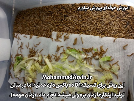 آیا می‌توانم کلم را به کرم میلورم بدهم؟ Can I give cabbage to my mealworms?