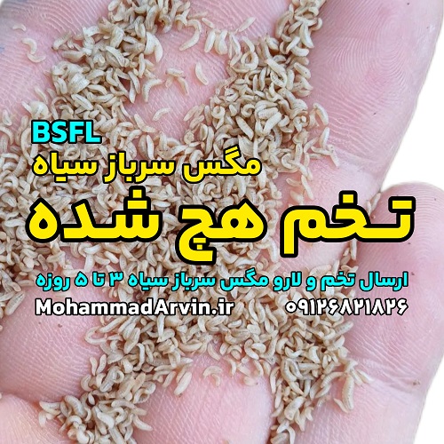 buy-sale-black-soldier-fly-eggs-50-g-bsfl-selling-3-to-5-day-old-larvae-soldier-flies فروش تخم مگس سرباز سیاه