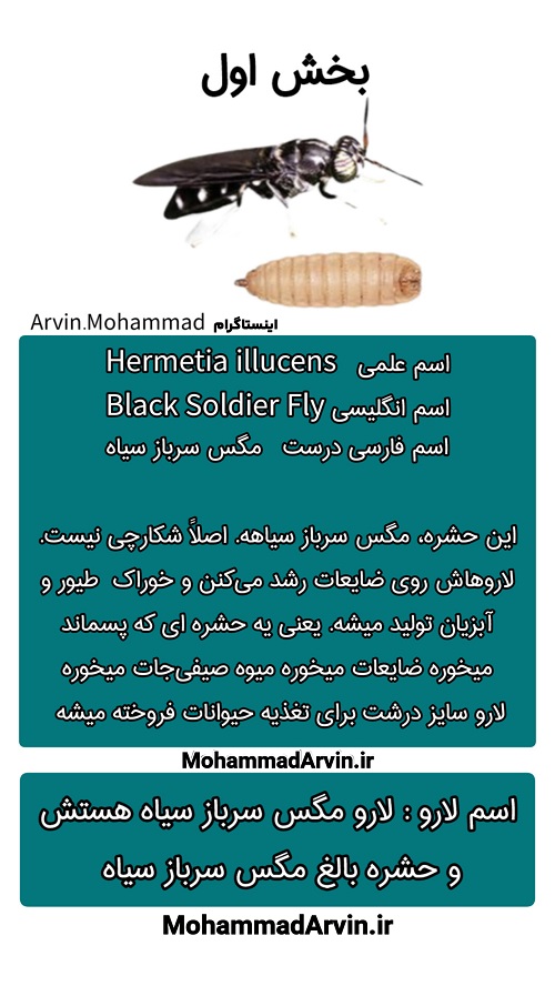 مگس سرباز سیاه (Black Soldier Fly - Hermetia illucens)