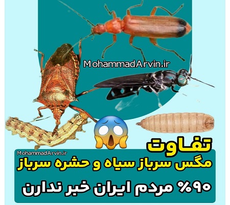 تفاوت مگس سرباز سیاه با حشره سرباز و سوسک سرباز
