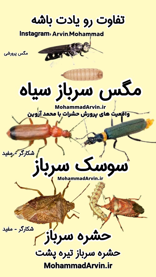 تفاوت مگس سرباز سیاه با حشره سرباز و سوسک سرباز