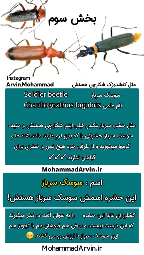 سوسک سرباز (Soldier Beetle - Chauliognathus lugubris)