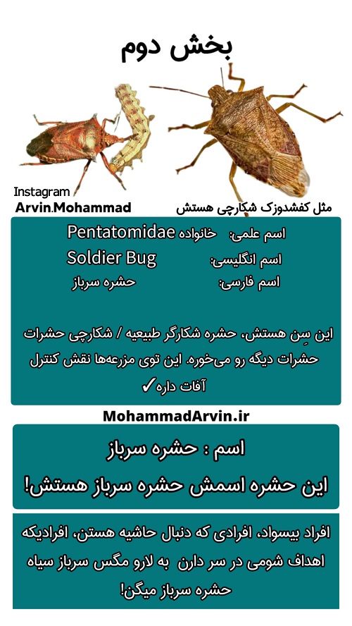 حشره سرباز (Soldier Bug - Pentatomidae)