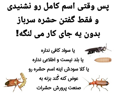 وقتی کسی فقط گفت «حشره سرباز» و اسم کامل مگس سرباز سیاه رو نیاورد، بدون یه جای کار میلنگه