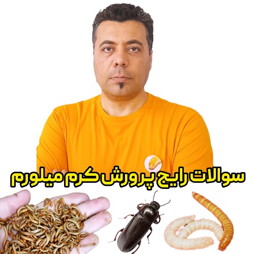 سوالات رایج پرورش کرم میلورم ، سوسک تاریکی