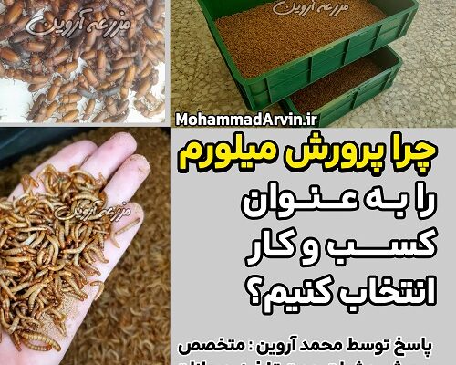 چرا پرورش میلورم را به عنوان کسب و کار انتخاب کنیم؟