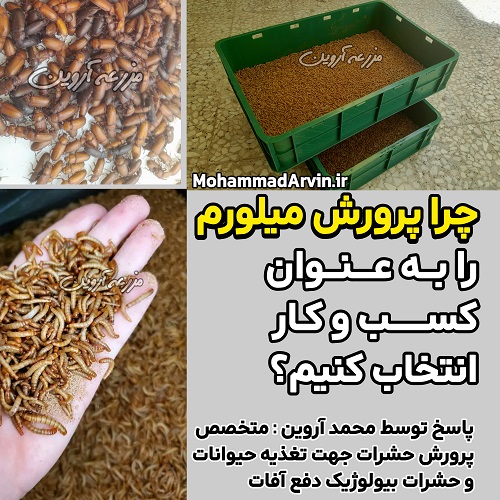 چرا پرورش میلورم را به عنوان کسب و کار انتخاب کنیم؟