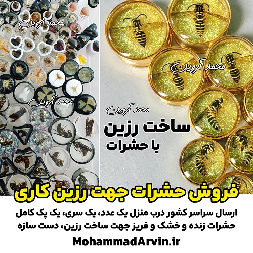 buy-sale-insects-for-resin-art-handmade-resin-crafts فروش حشرات جهت رزین کاری ساخت رزین