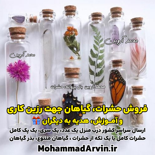buy-sale-insects-plants-for-resin-work-training-gifting-others فروش حشرات گیاهان جهت رزین کاری آموزش هدیه حشرات به دیگران