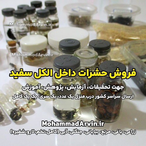 insects-in-alcohol-for-student-use-presentations-university-professors-art-schools-regular-schools فروش حشرات داخل الکل سفید اتاله شده