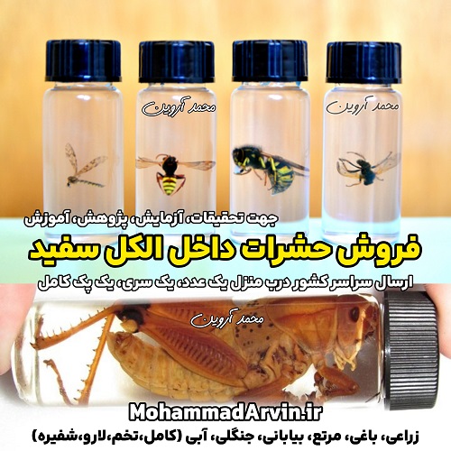 insects-preserved-in-alcohol-from-agricultural-garden-buy-insect فروش حشرات داخل الکل سفید