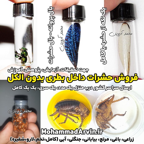 sale-insects-in-white-alcohol-locusts-winged-insects-butterflies-ladybugs فروش حشرات داخل بطری بدون الکل